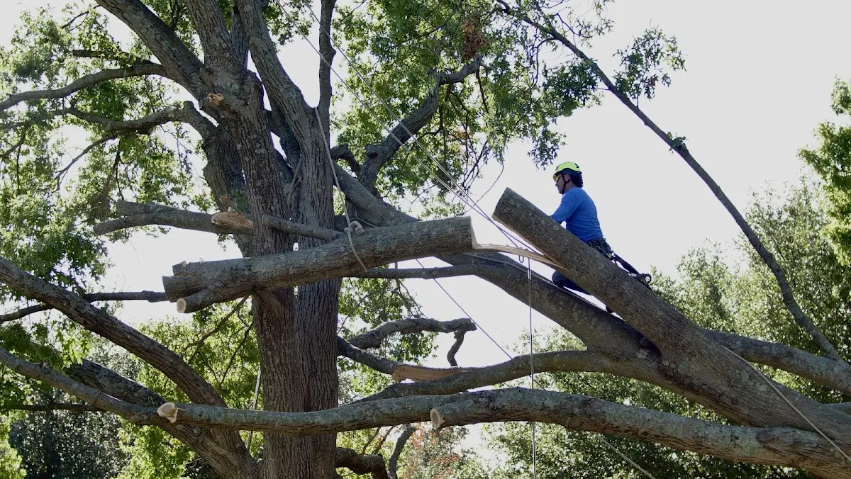 Professional Crown Thinning performed by certified arborists in Ouzinkie