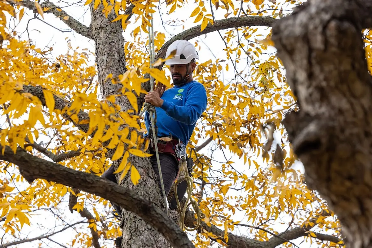 Skilled Tree Pruning crew working in Ouzinkie